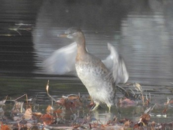 Fri, 12/8/2023 Birding report at 桂坂野鳥遊園