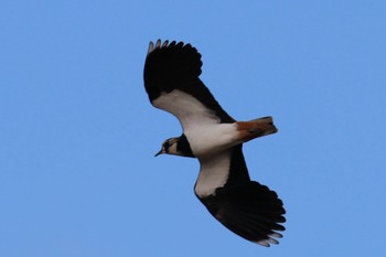 Northern Lapwing Nabeta Reclaimed land Sun, 12/3/2023