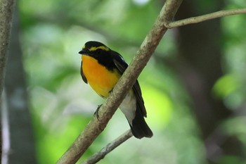 Narcissus Flycatcher 岐阜市 Sat, 6/3/2023