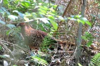 Copper Pheasant 長良川ふれあいの森 Sun, 6/4/2023