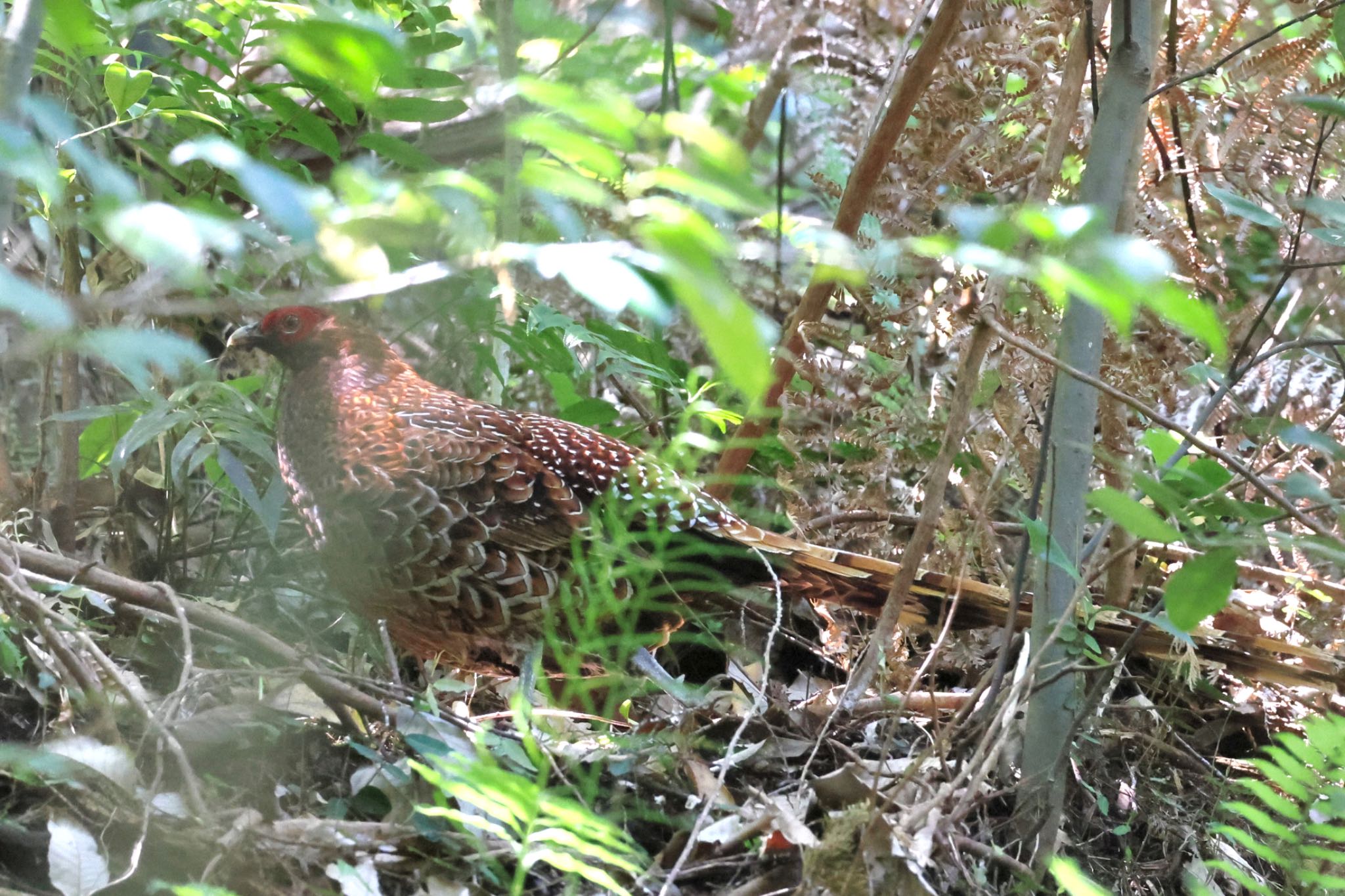 長良川ふれあいの森 ヤマドリの写真 by フーさん