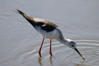 Black-winged Stilt Isanuma Tue, 10/2/2018