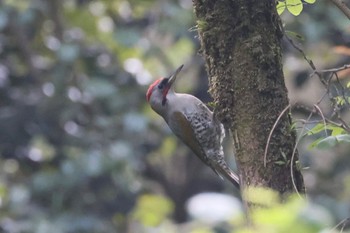 Japanese Green Woodpecker 長良川ふれあいの森 Tue, 5/16/2023