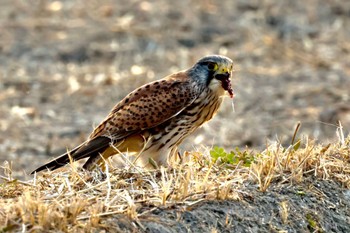 チョウゲンボウ 愛知のどこか 2023年1月9日(月)