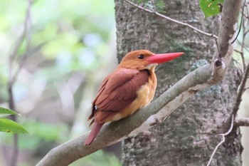 Ruddy Kingfisher どっかその辺 Fri, 5/5/2023