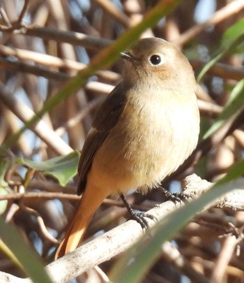 Fri, 12/8/2023 Birding report at 杁ヶ池公園