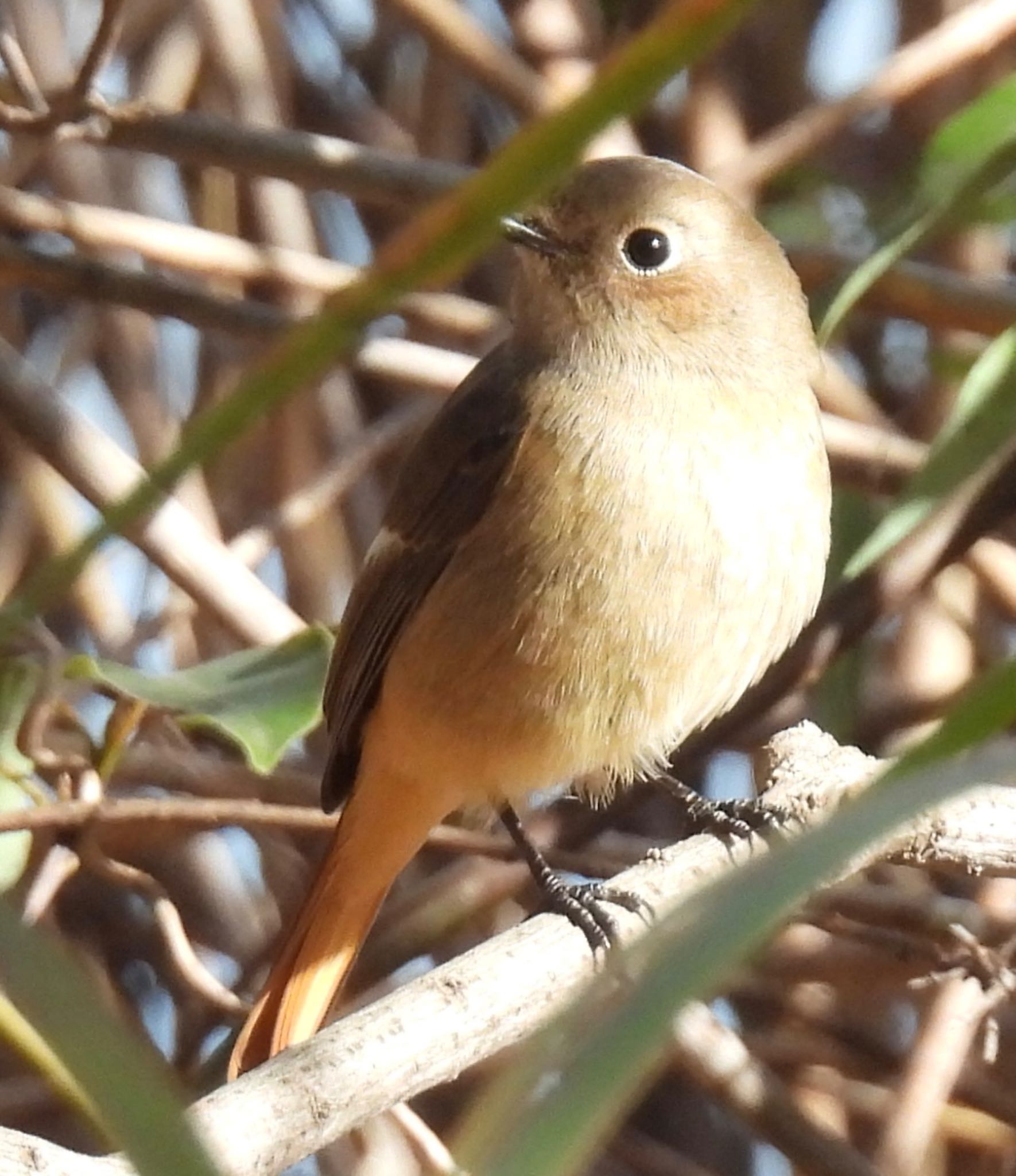 Photo of Daurian Redstart at 杁ヶ池公園 by ちか