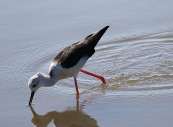 Black-winged Stilt Isanuma Tue, 10/2/2018