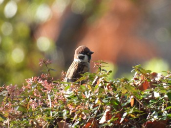 Eurasian Tree Sparrow 杁ヶ池公園 Fri, 12/8/2023