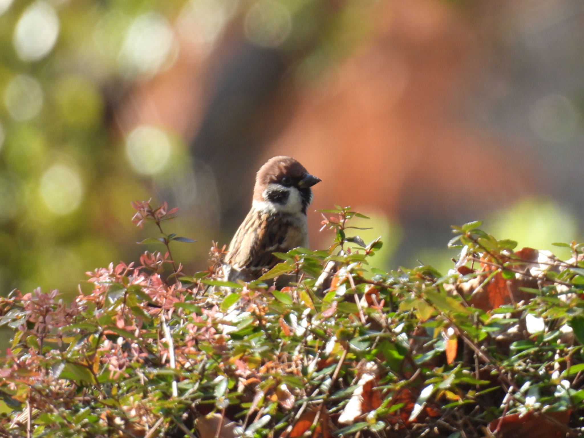 Photo of Eurasian Tree Sparrow at 杁ヶ池公園 by ちか