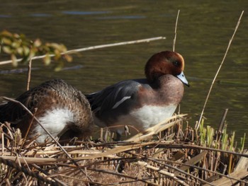 Eurasian Wigeon 杁ヶ池公園 Fri, 12/8/2023