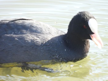 オオバン 杁ヶ池公園 2023年12月8日(金)