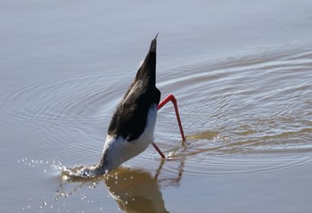 Black-winged Stilt Isanuma Tue, 10/2/2018