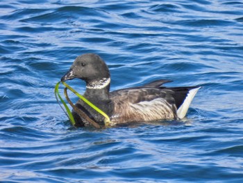 2023年11月24日(金) 志津川湾の野鳥観察記録