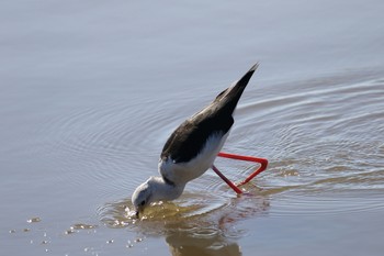 Black-winged Stilt Isanuma Tue, 10/2/2018