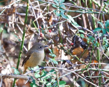 Daurian Redstart Asaba Biotope Fri, 12/8/2023