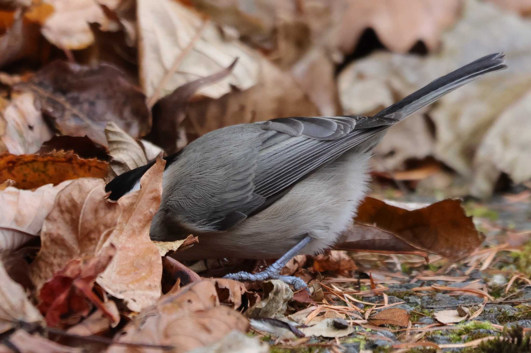 Willow Tit