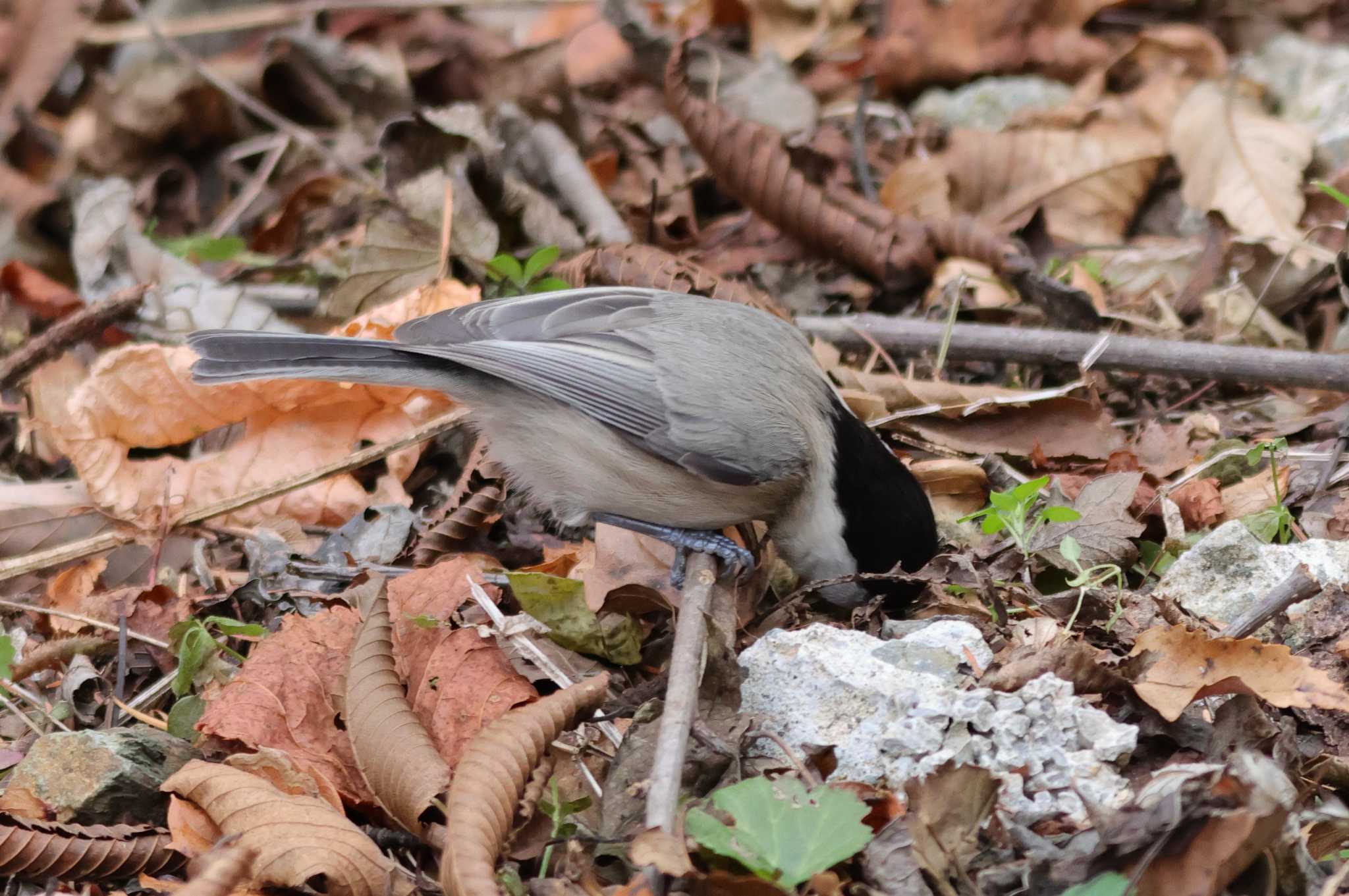 Willow Tit