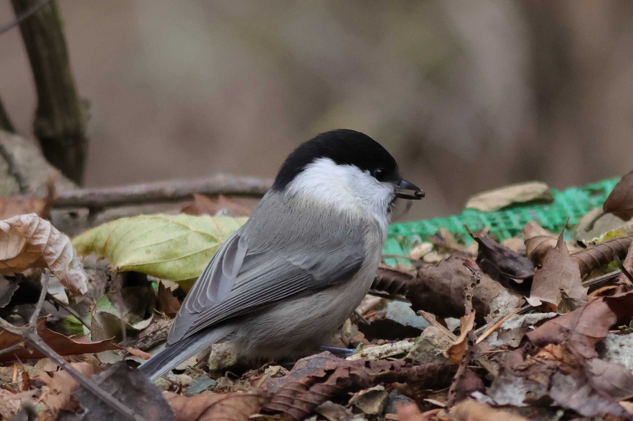 Willow Tit