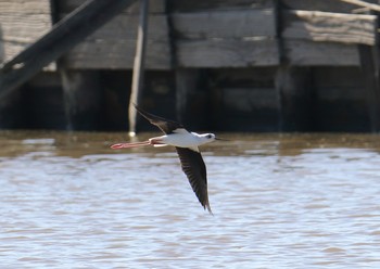 Black-winged Stilt Isanuma Tue, 10/2/2018