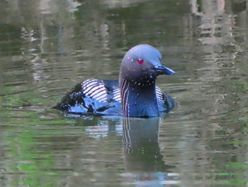 Pacific Loon 大阪 Sat, 6/24/2023