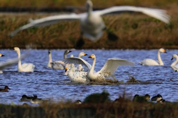 オオハクチョウ 安来白鳥ロード 2023年12月2日(土)