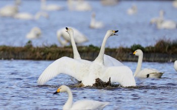 オオハクチョウ 安来白鳥ロード 2023年12月2日(土)