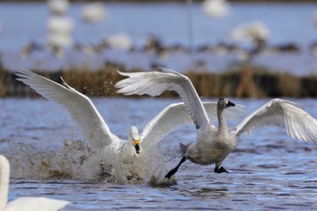 オオハクチョウ 安来白鳥ロード 2023年12月2日(土)