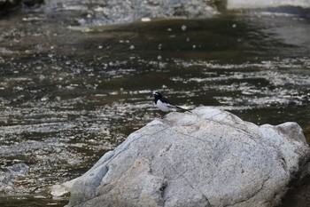 2018年10月14日(日) 武田尾の野鳥観察記録