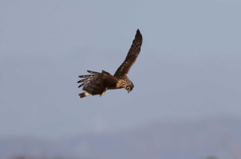 2023年12月8日(金) 渡良瀬遊水地の野鳥観察記録