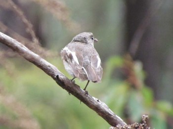 Hooded Robin パース Unknown Date