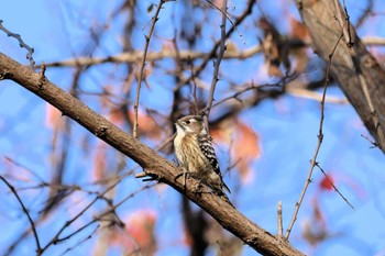 コゲラ 行徳鳥獣保護区 2023年12月9日(土)