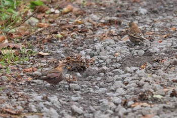 Sat, 11/18/2023 Birding report at Hakodateyama