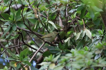 メボソムシクイ 大阪城公園 2018年10月14日(日)