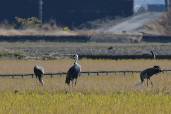 ナベヅル 諌早湾干拓地 2023年12月8日(金)