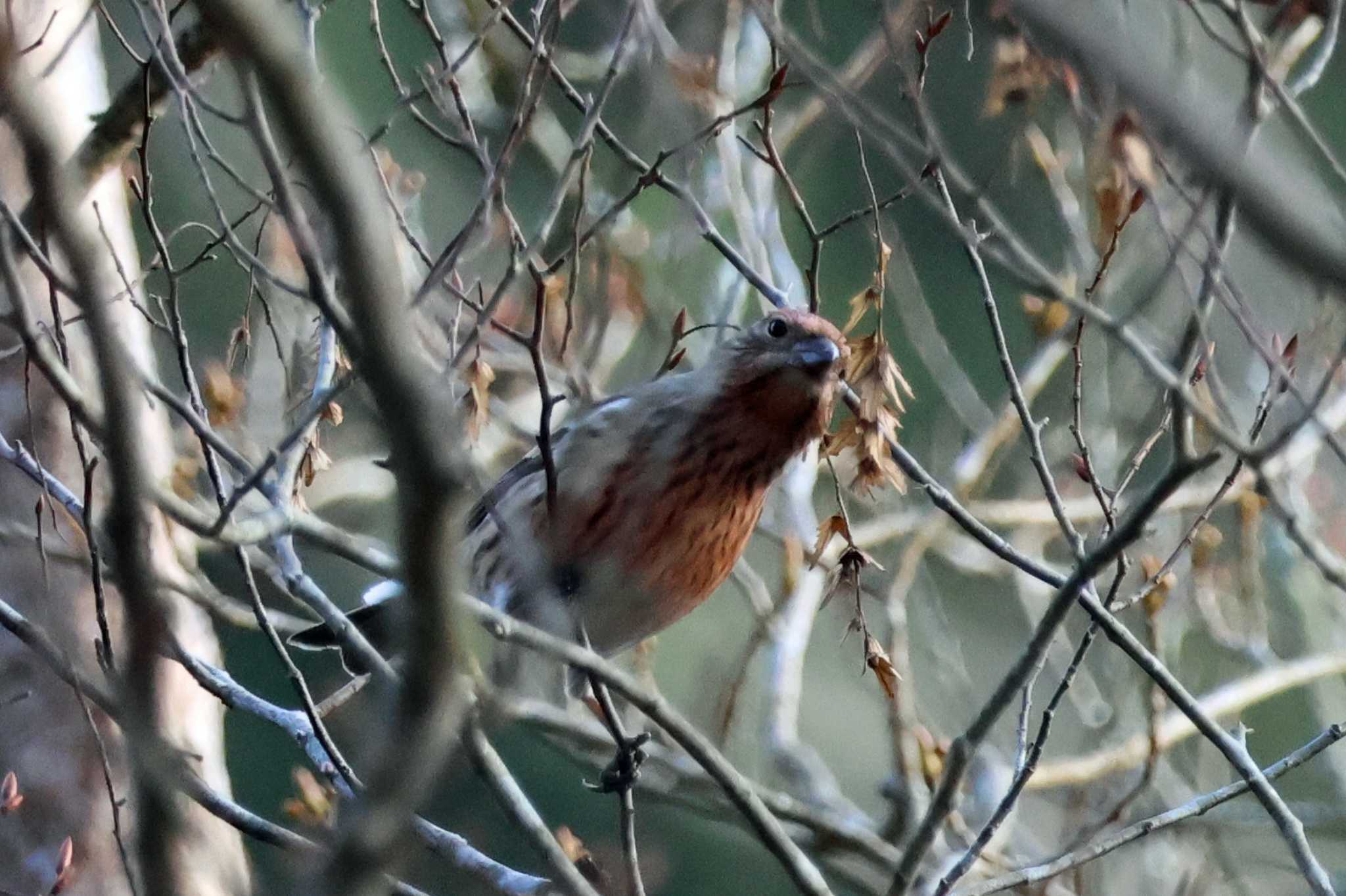 Pallas's Rosefinch