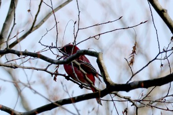 2023年12月9日(土) 和泉葛城山の野鳥観察記録