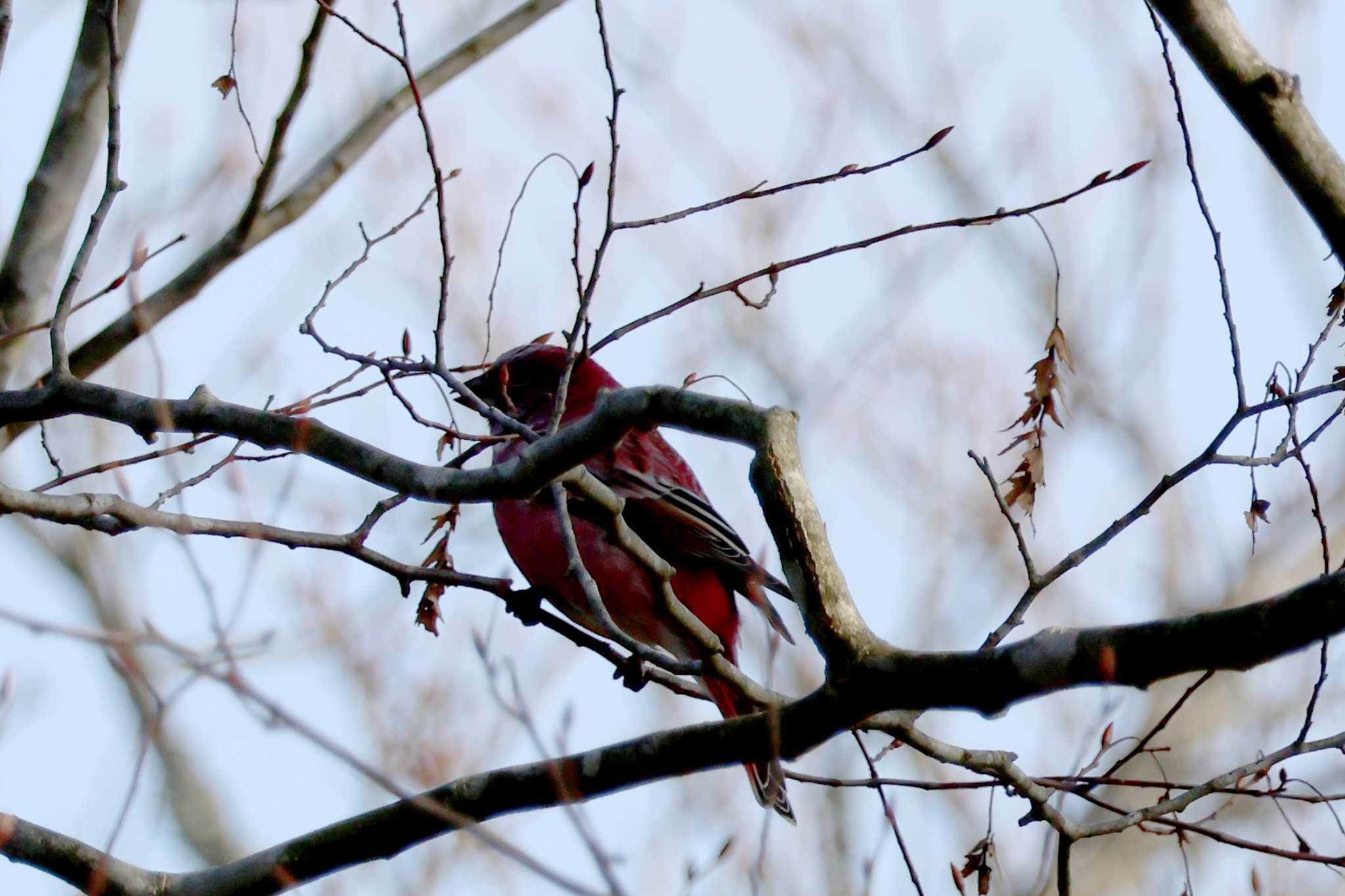 Pallas's Rosefinch