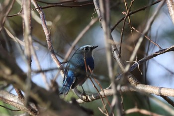 Red-flanked Bluetail 和泉葛城山 Sat, 12/9/2023