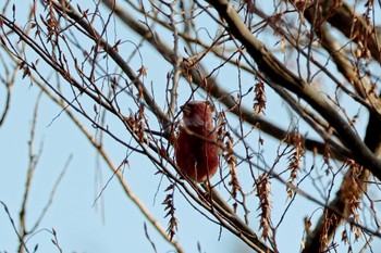 Pallas's Rosefinch 和泉葛城山 Sat, 12/9/2023