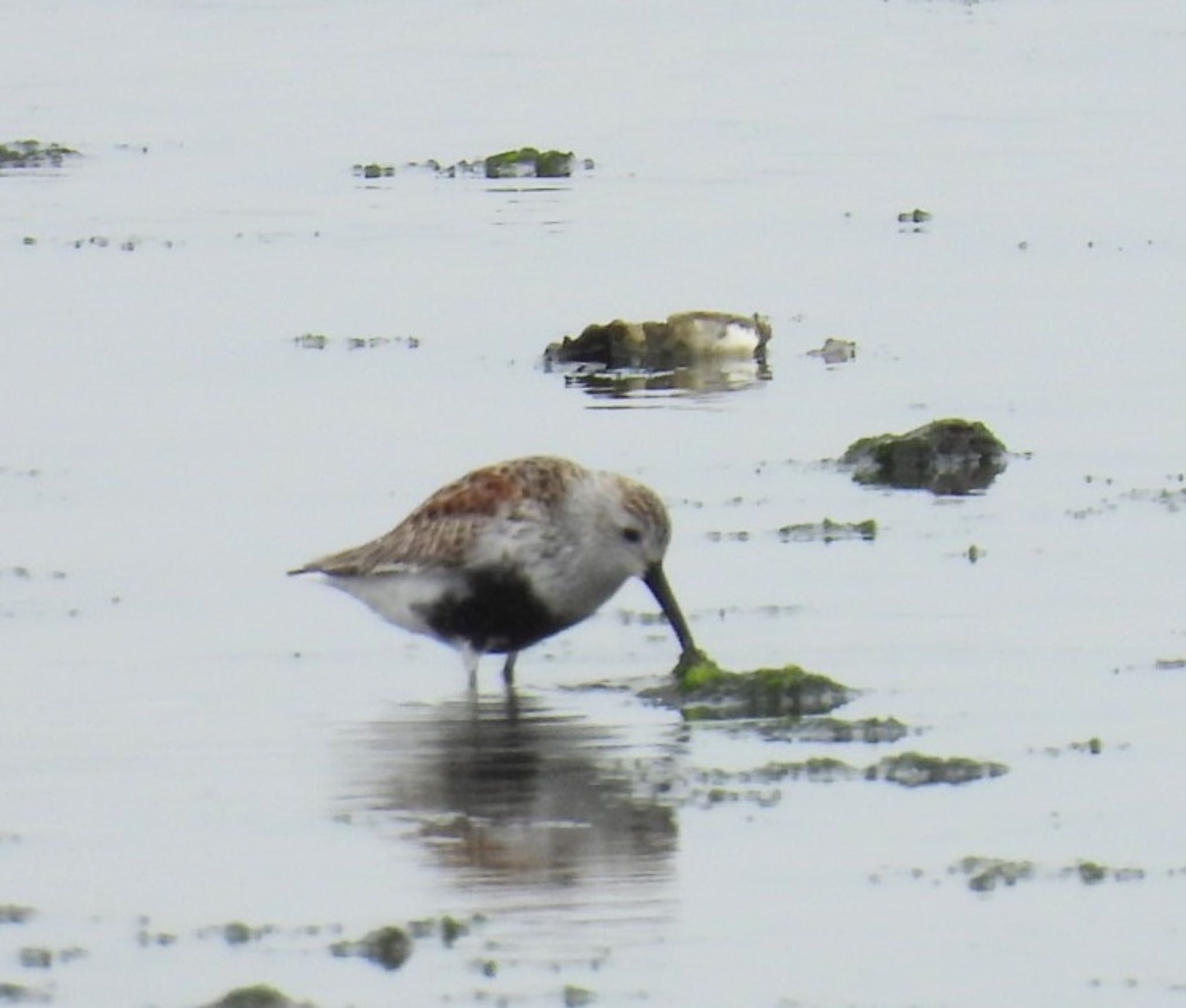 Photo of Dunlin at 荒尾干潟 by ぷちな