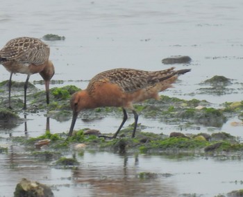 Bar-tailed Godwit 荒尾干潟 Sun, 4/30/2023