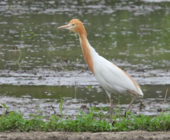 Eastern Cattle Egret 名張市 Sat, 6/24/2023