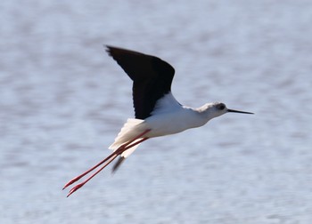 Black-winged Stilt Isanuma Tue, 10/2/2018