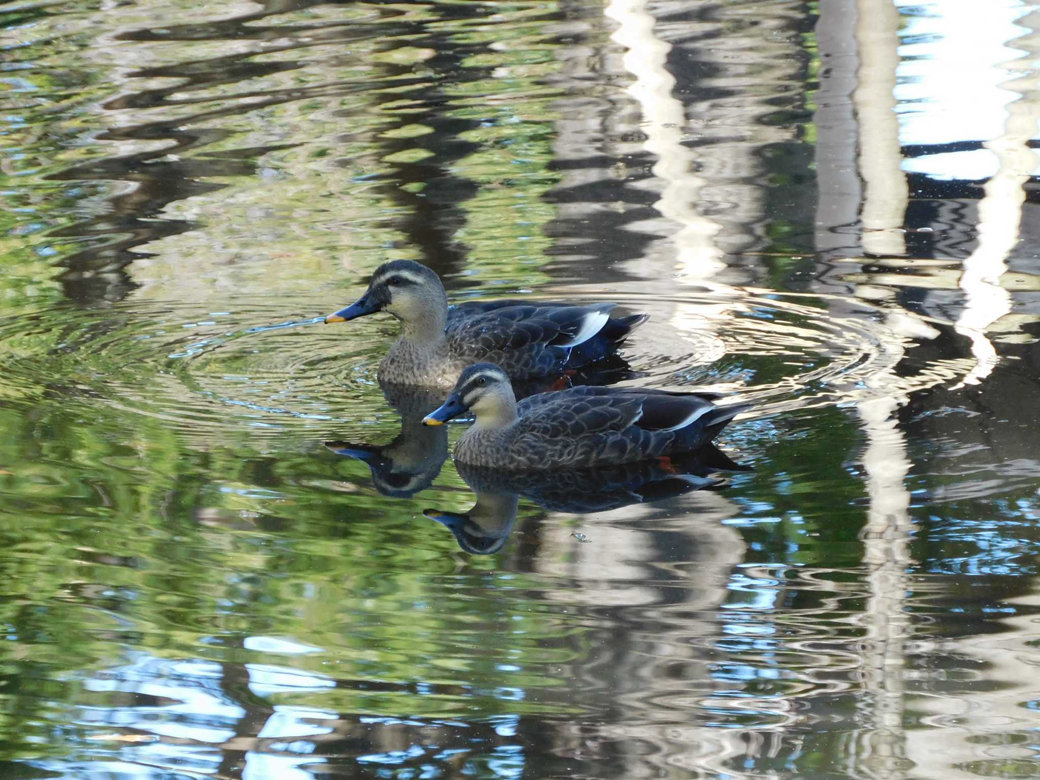 平和の森公園、妙正寺川 カルガモの写真 by morinokotori