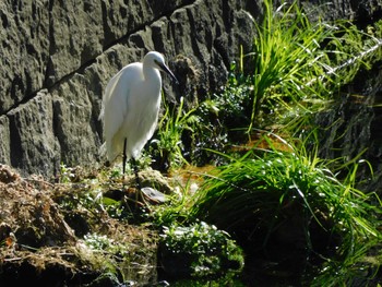 Sat, 12/9/2023 Birding report at 平和の森公園、妙正寺川