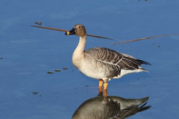 2023年12月9日(土) 境川遊水地公園の野鳥観察記録