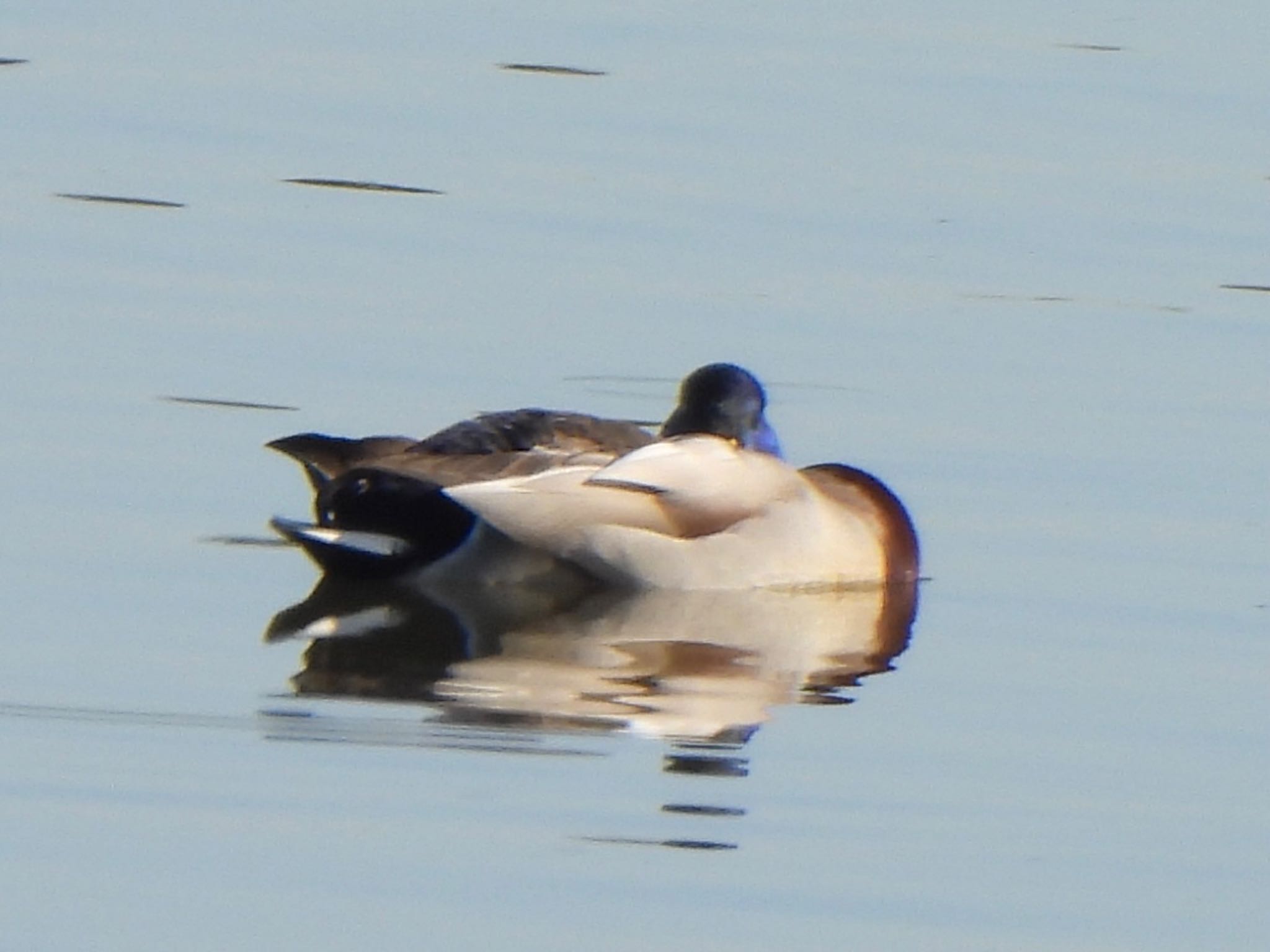 芝川第一調節池(芝川貯水池) マガモの写真 by ツピ太郎