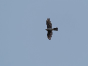 Japanese Sparrowhawk Shirakaba-touge Thu, 10/11/2018