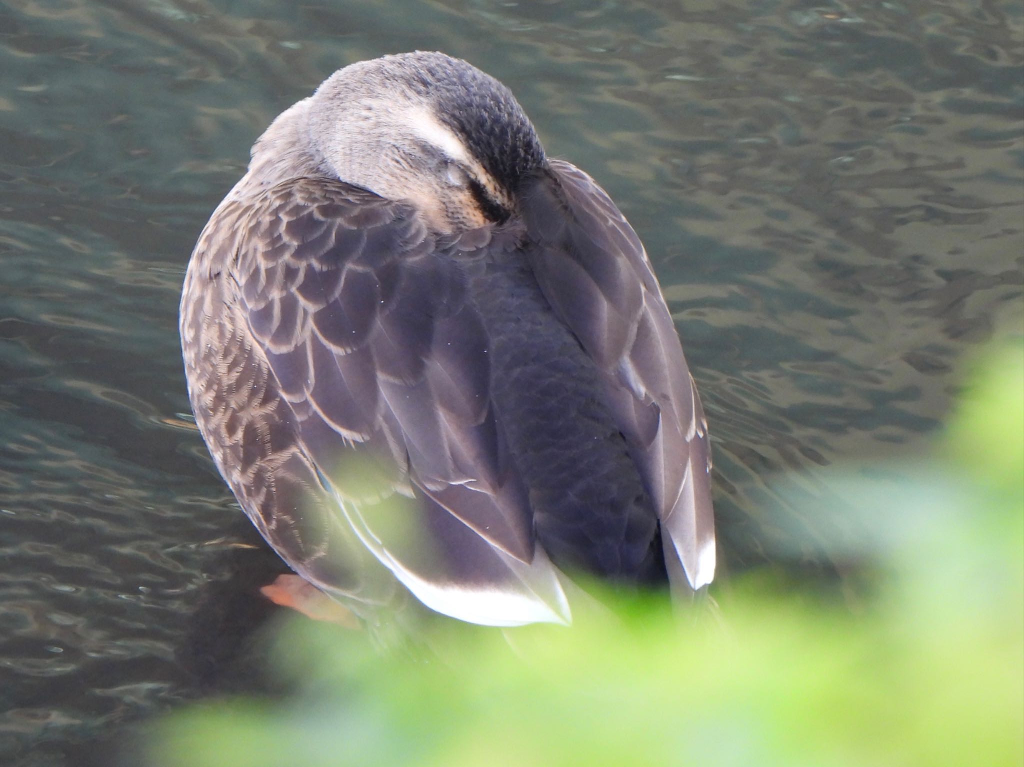 芝川第一調節池(芝川貯水池) カルガモの写真 by ツピ太郎